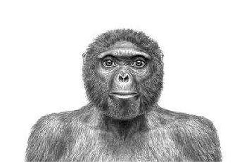 猿变人的原因,人类进化史的猿类是怎么来的