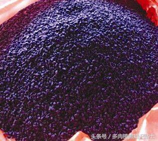 多肉植物有小黑飞怎么办,怎么消灭多肉植物上的白虫