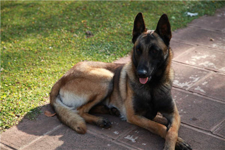 马犬喂养正确方法,马犬怎么喂养