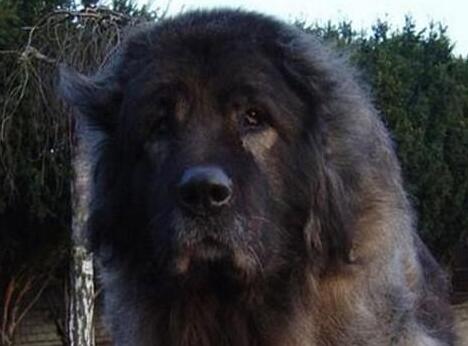 高加索犬的挑选方法,高加索犬怎么选择