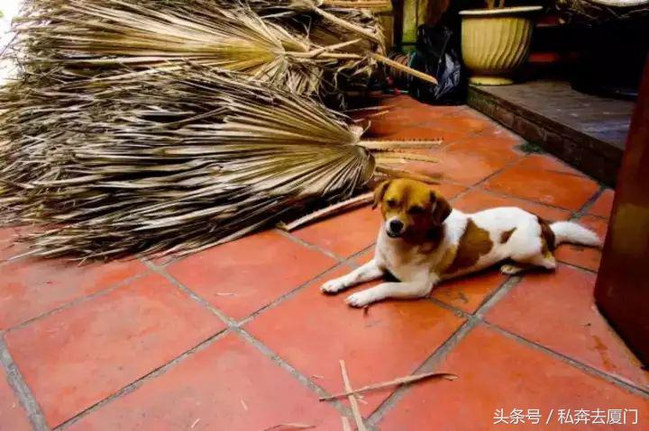 厦门民宿厦门慢生活雅厝别苑,厦门索居奢野villa海景民宿