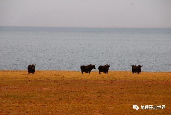 最后的藏北无人区,藏北无人区旅游