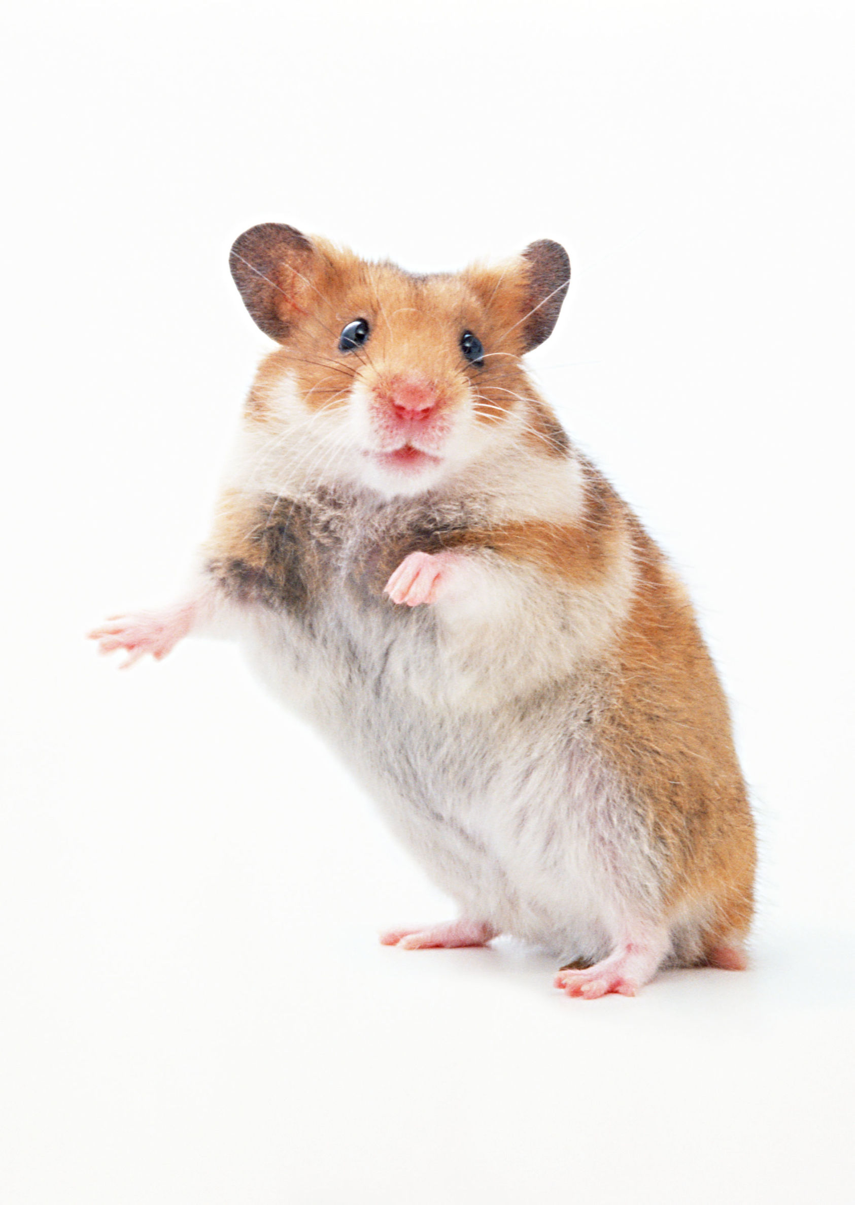 侏儒仓鼠和熊类仓鼠哪个好养,公仓鼠和母仓鼠可以一起养吗