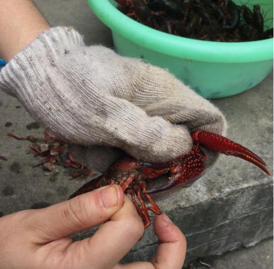虾的10种最佳吃法怎么做好吃,虾的10种最佳吃法最简单的做法