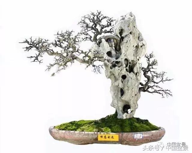 如何看待盆景的技法,盆景入坑的十大感受