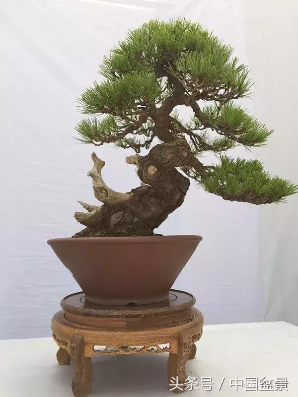 如何看待盆景的技法,盆景入坑的十大感受