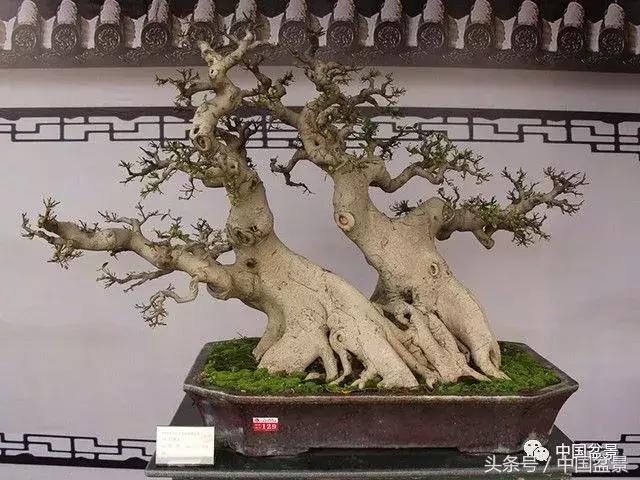 如何看待盆景的技法,盆景入坑的十大感受