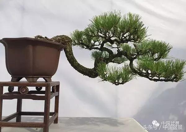 如何看待盆景的技法,盆景入坑的十大感受