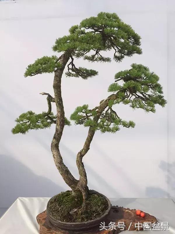 如何看待盆景的技法,盆景入坑的十大感受