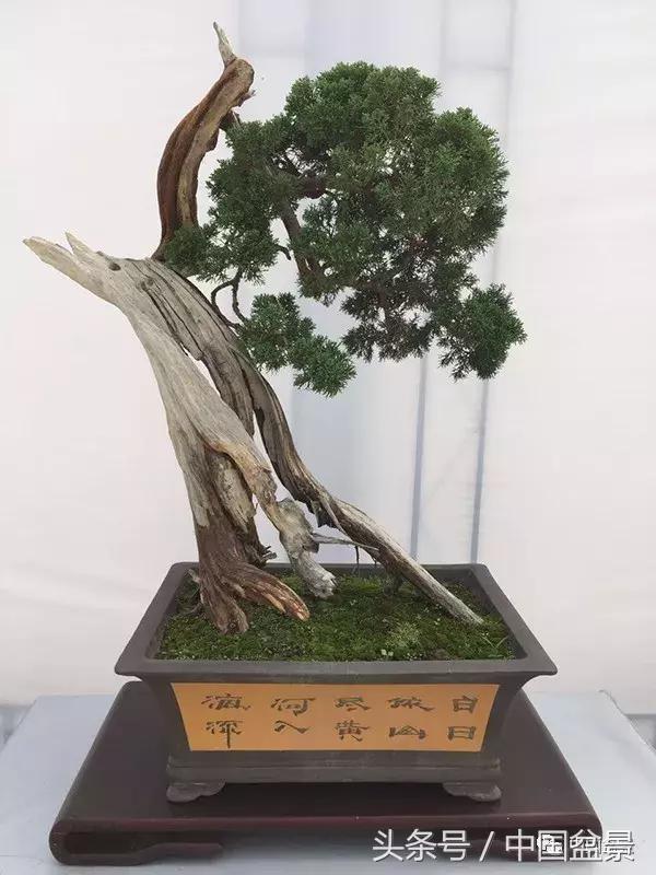 如何看待盆景的技法,盆景入坑的十大感受