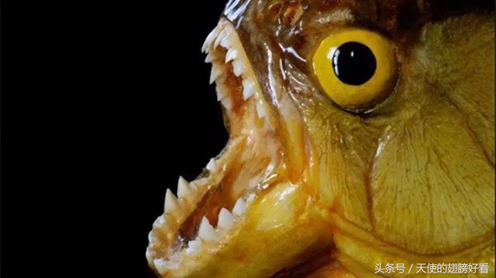 会钻入体内啃食的鱼类,吸食人类身体的鱼