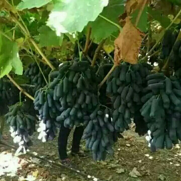 陕西甜蜜蓝宝石葡萄苗价格,甜蜜蓝宝石葡萄是什么品种