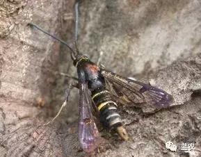 你的果园都有什么,果园里面有什么病