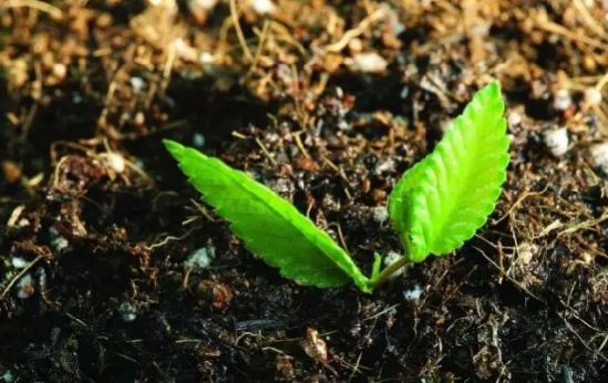 土壤酸碱度偏高有什么危害,土壤偏碱性对农作物的危害