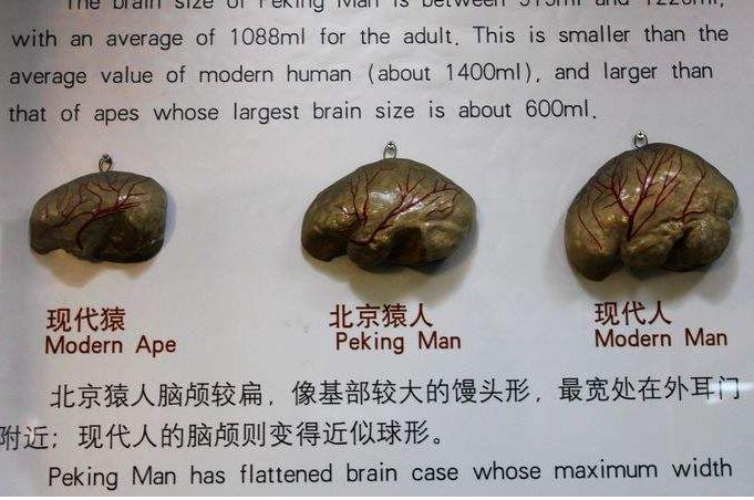 猿变人的原因,人类进化史的猿类是怎么来的