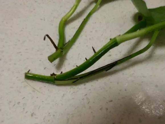 水培懒人绿萝怎么养才能更旺盛,水培花草绿萝怎么养小技巧科普