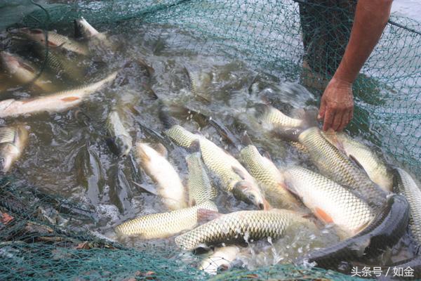 今日草鱼苗种价格行情,草鱼养殖成本多少钱一斤