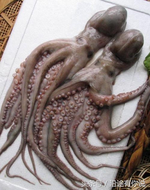 乌贼鱿鱼八爪鱼章鱼有什么区别,章鱼八爪鱼鱿鱼墨鱼乌贼怎么区分