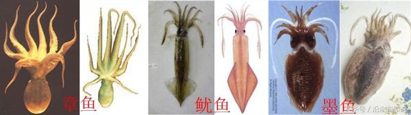 乌贼鱿鱼八爪鱼章鱼有什么区别,章鱼八爪鱼鱿鱼墨鱼乌贼怎么区分