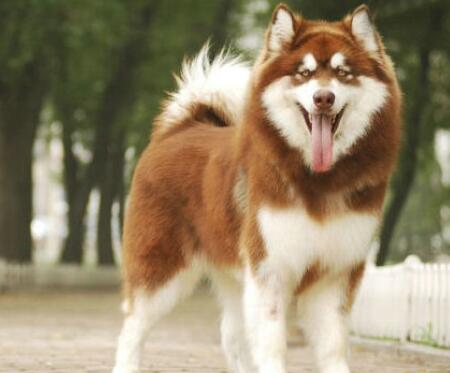 如何选阿拉斯加犬幼崽,阿拉斯加犬幼崽怎么喂食