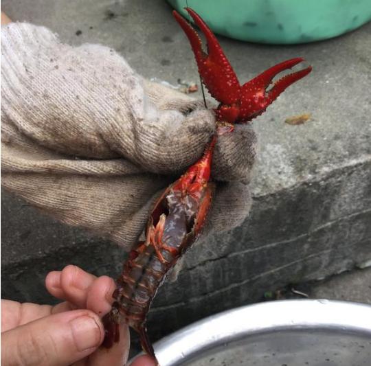 虾的10种最佳吃法怎么做好吃,虾的10种最佳吃法最简单的做法