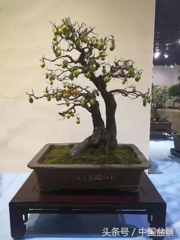 如何看待盆景的技法,盆景入坑的十大感受