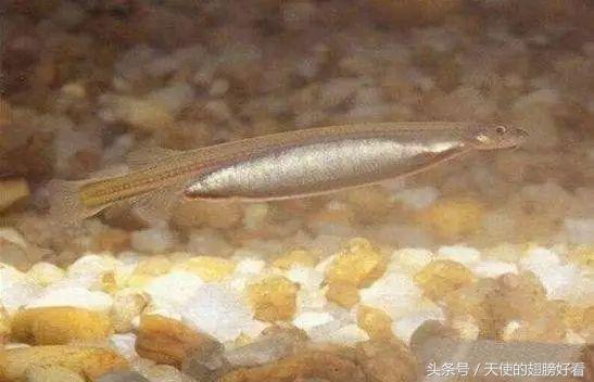 会钻入体内啃食的鱼类,吸食人类身体的鱼