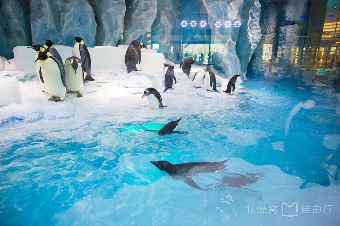 长隆度假区有哪些景点,珠海长隆度假区旅游攻略