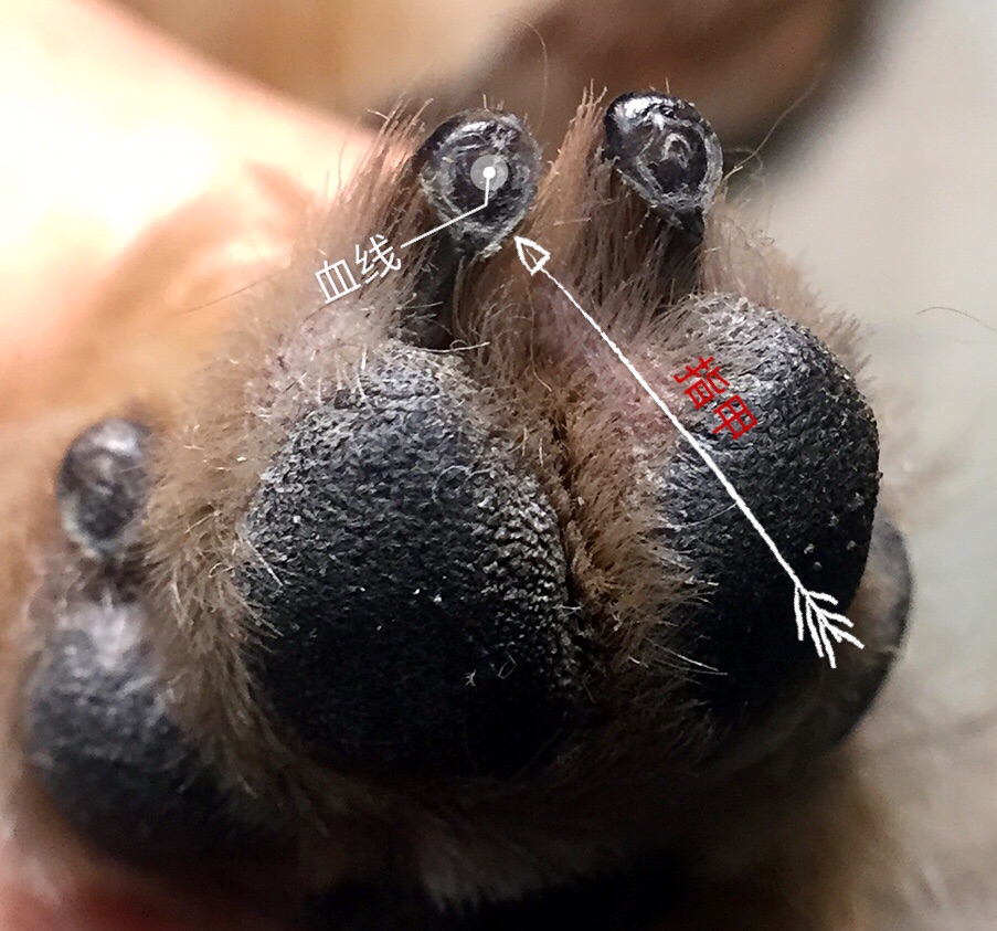 一个月狗狗剪指甲正确方法,养狗妙招大全