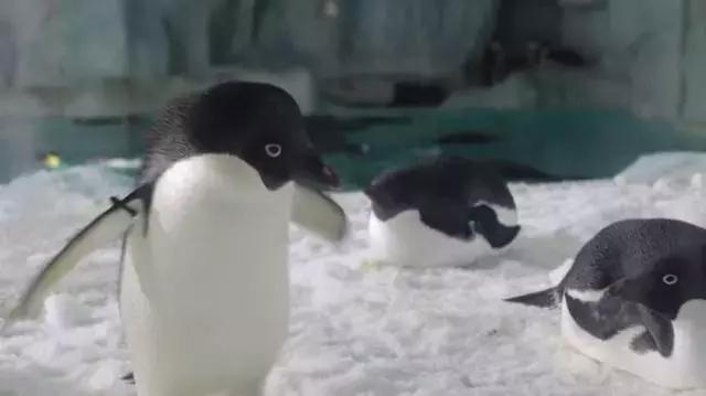 去珠海长隆海洋王国一日游,珠海长隆海洋王国玩3天攻略