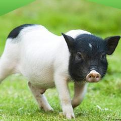 巴马长寿之乡的秘密,巴马被称之为五大长寿之乡之首