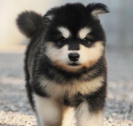 如何选阿拉斯加犬幼崽,阿拉斯加犬幼崽怎么喂食