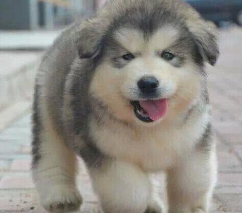 如何选阿拉斯加犬幼崽,阿拉斯加犬幼崽怎么喂食