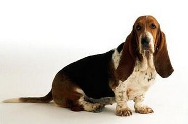 日军帽子上的屁帘有何作用,日军帽上的两块布干嘛用的