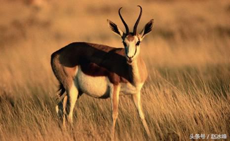 暴利的现金贷引发各路资本竞逐,迅雷也按耐不住杀入!监管出手了