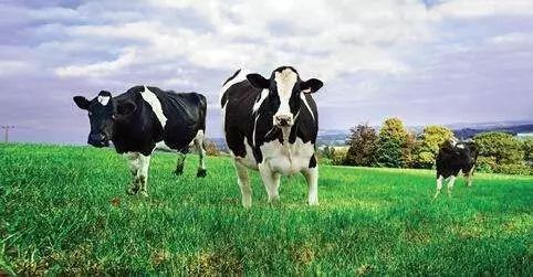 婴幼儿奶粉怎么选进口奶粉,给宝宝挑选什么样的奶粉