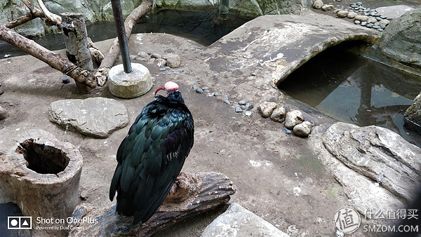 日本一日游皇居,自由行日本皇居攻略