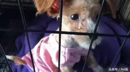 领养的狗狗患上细小,家里拿不出这么多治疗费,网友求助该怎么办