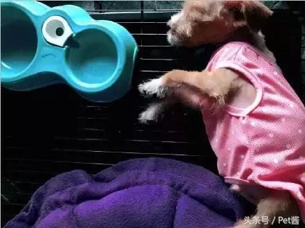 领养的狗狗患上细小,家里拿不出这么多治疗费,网友求助该怎么办