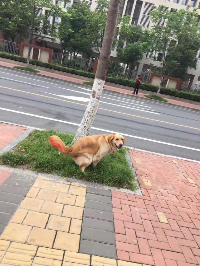 閾插睅瀹樿濡備綍姝ｇ‘鐨勪负鐙楃嫍姊虫瘺,閾插睅瀹樼粰鑷繁瀹剁嫍鍓冩瘺