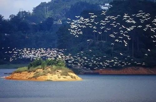 美得不像样子！广州秋季“花潮”来袭，你最想和谁一起看