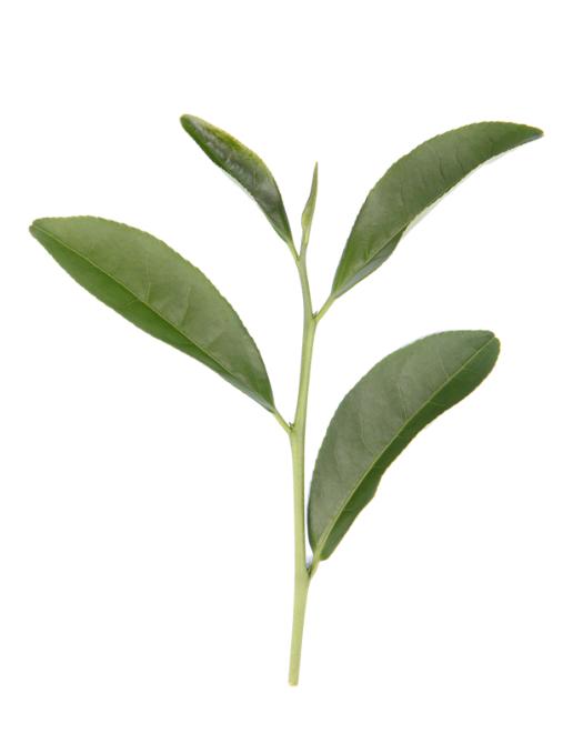 绝对干货:史上最敢讲茶论坛,为大红袍定义三位岩茶界大咖唇舌争锋