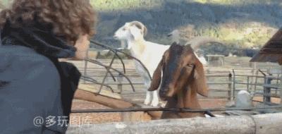 记性不好吃什么,记性不好发朋友圈的幽默句子