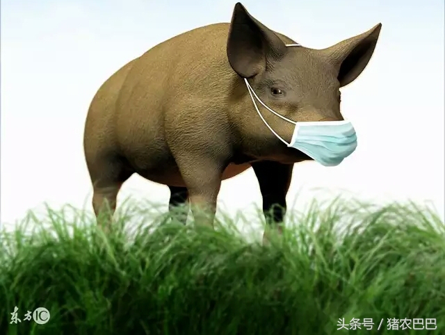 送给养猪人的福利，猪流行性腹泻防治方案！