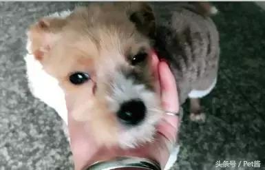 领养的狗狗患上细小,家里拿不出这么多治疗费,网友求助该怎么办