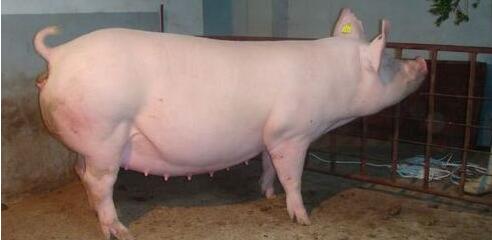 母猪子宫内膜炎的综合防治措施