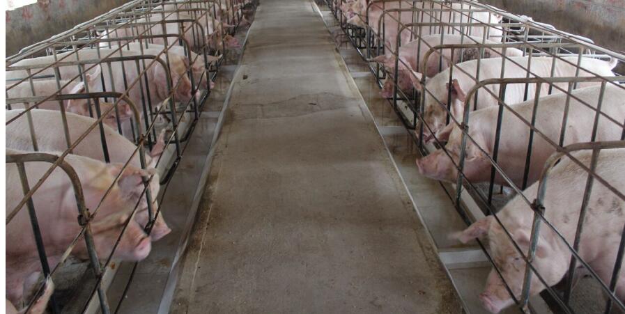 母猪子宫内膜炎的综合防治措施