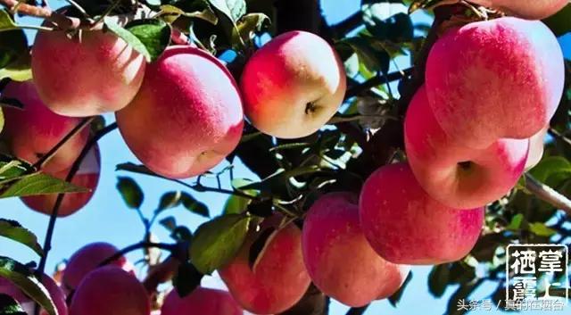 烟台市栖霞市苹果基地,烟台栖霞苹果园