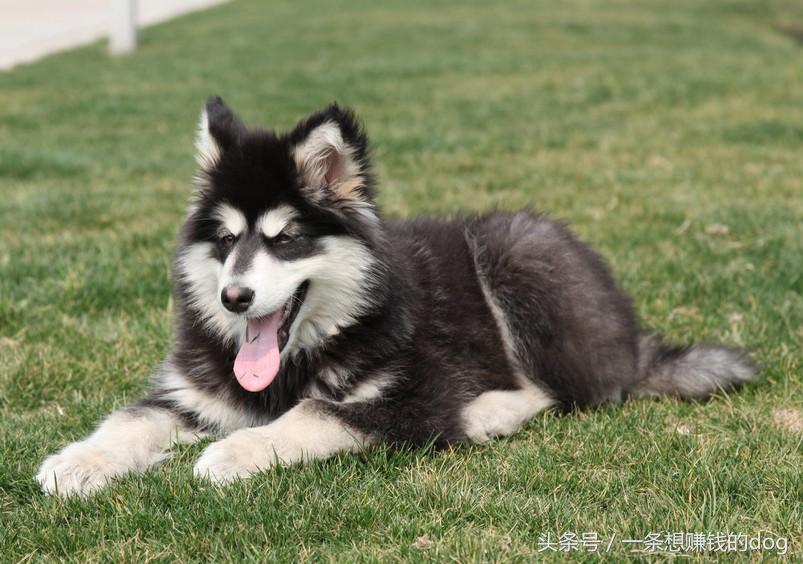 狗狗种类这么多你养的是哪种狗狗,狗狗的种类都有哪些