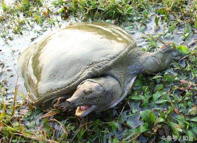 稻田养甲鱼如何赚钱,稻田养甲鱼一亩成本多少钱